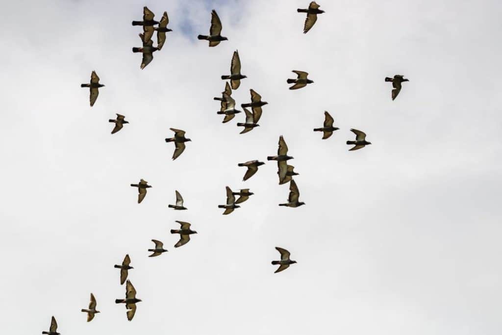 groupe d'oiseaux volants dans le ciel